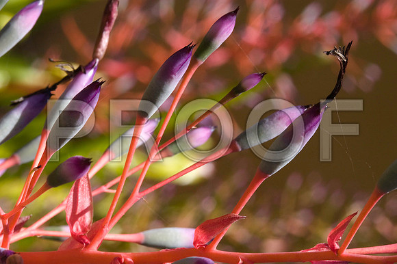 84698_DSC_0077_Color_Photo_Chihuly_Fairchild_Garden_Miami_FL_USA