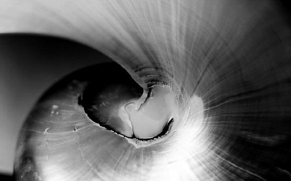 For PH- Shells_Flowers_463
