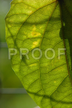 155072780_leaf detail