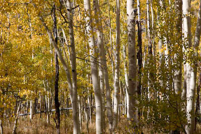 Miami_TO_LA_Aspen_DVD-17-2878