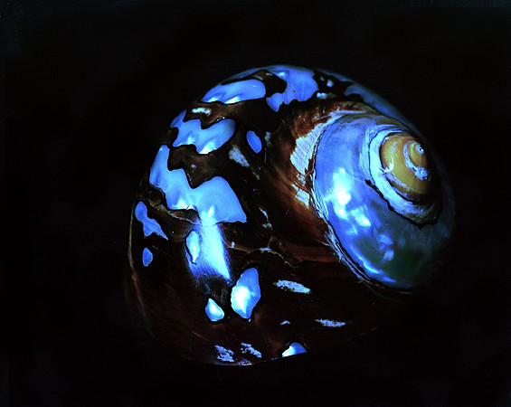 Shells_Flowers_490