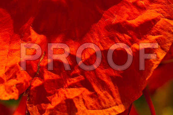 3029_macro_photography_5L8Y9659
