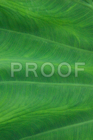 155072800_leaf veins