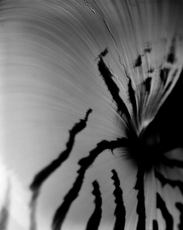 Shells_Flowers_483
