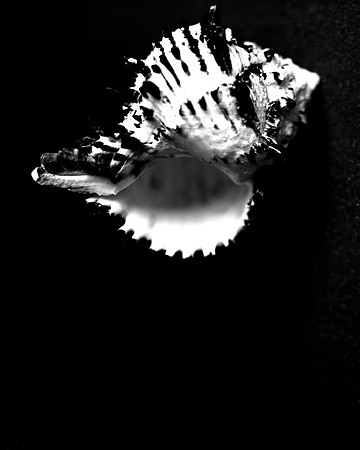 Shells_Flowers_512