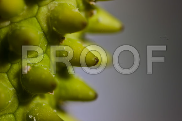 3029_macro_photography_5L8Y9720