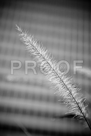 0015_DG_Chicago_USA_2009_5L8Y1062