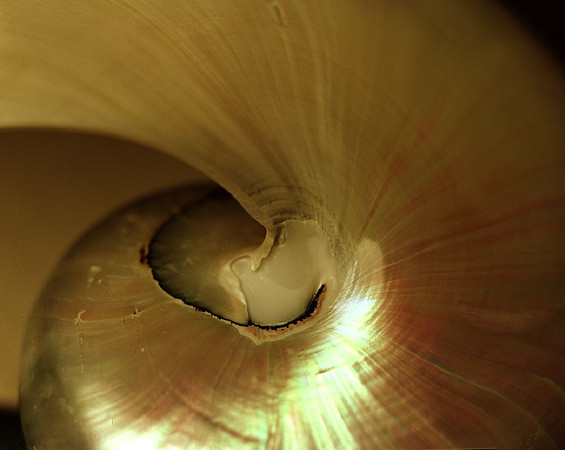Shells_Flowers_452