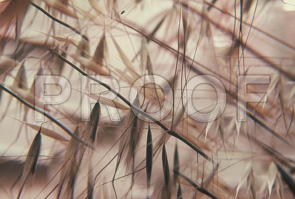 DAUSb3_DAUSb3-R31-E516_full_blead