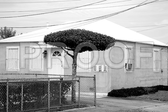 fla_umbrellatree_1722bw