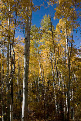 Miami_TO_LA_Aspen_DVD-17-2782