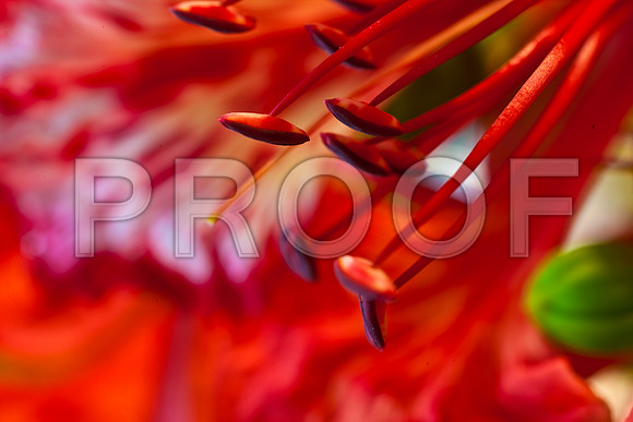 3023_DG_FLOWERS_60nn_MACRO_LENSE_MIAMI_FL_20090524_5L8Y9179