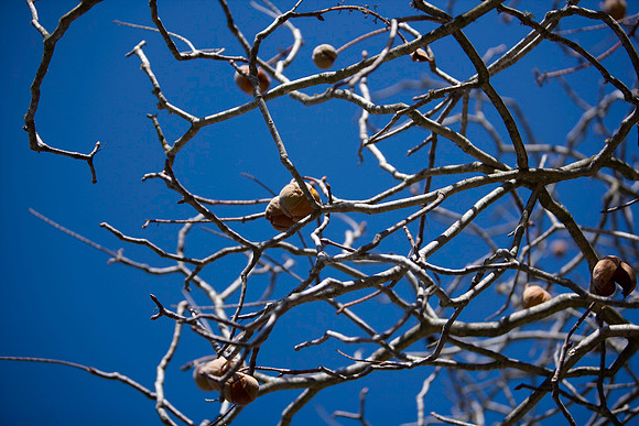 13012008~ZV4N4141
