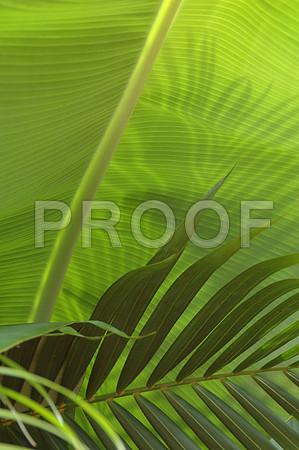 155072622_two leaves