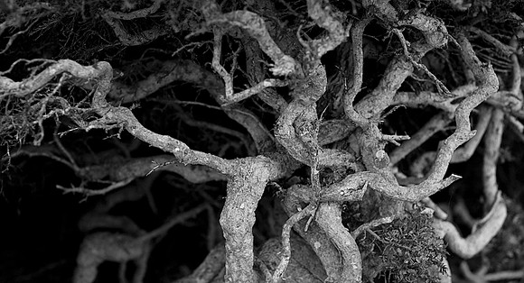 BW.52X96_20012008~Botega_Bay_CA_20070716_ZV4N3507