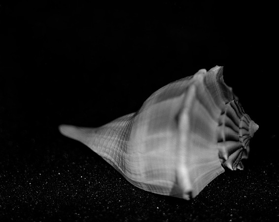 Shells_Flowers_499