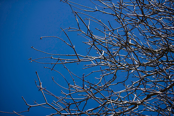 13012008~ZV4N4176