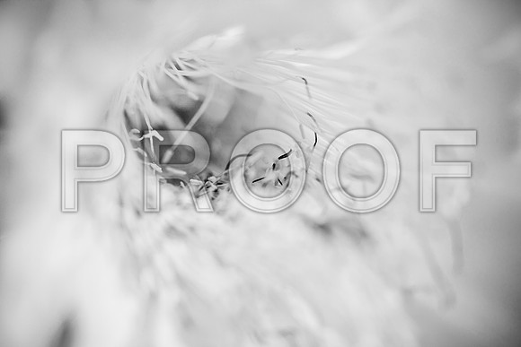 0031_DG_Cactus_Scottsdale_AZ_USA_2009_5L8Y5161-2