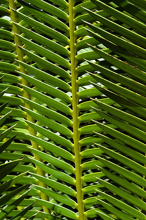 Fairchild_Garden_040_05