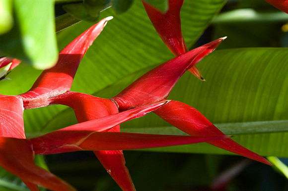 Fairchild_Garden_036_05