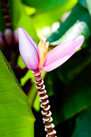Fairchild_Garden_109_05