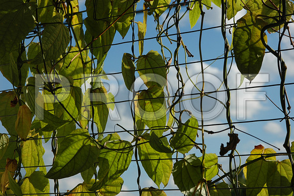 155072584_trellis