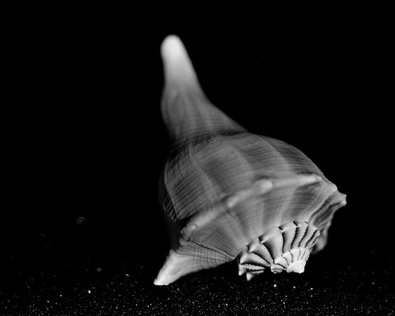 Shells_Flowers_506