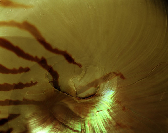 Shells_Flowers_451