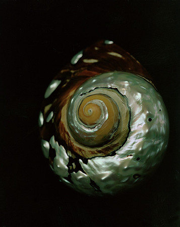 Shells_Flowers_486
