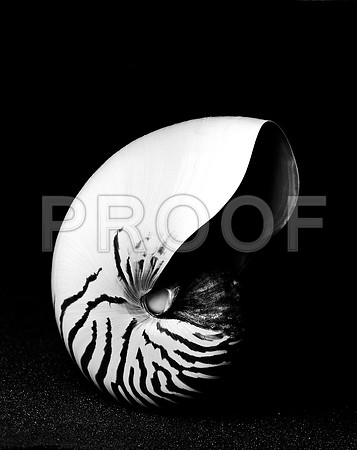 42436_FM_4X5_BW_NATNAUT_SHELLS_FL_04_05
