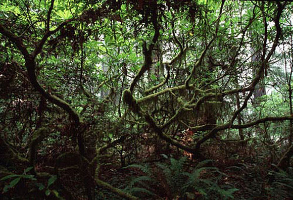 B8_0273_32_RedWood
