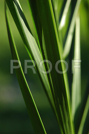 155072723_grass macro