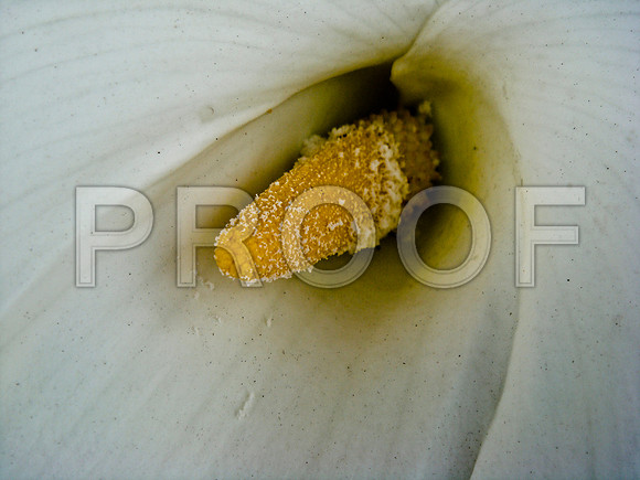 36538_DG_COLOR_MENDOCINO_CALIFORNIA_CA_USA_2007_DSC_01675