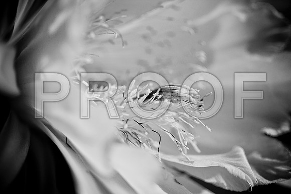 0031_DG_Cactus_Scottsdale_AZ_USA_2009_5L8Y5151-2
