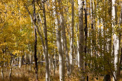 Miami_TO_LA_Aspen_DVD-17-2876