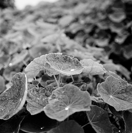 botegabayleaves2bw