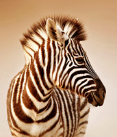 20150301_IMGSK160177610
