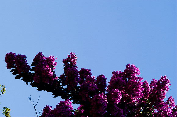 Fairchild_Garden_111_05