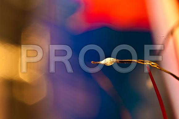 3029_macro_photography_5L8Y9648